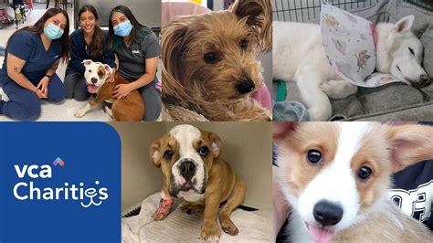 vca charities|VCA Charities HOPE Funds Deliver Life.